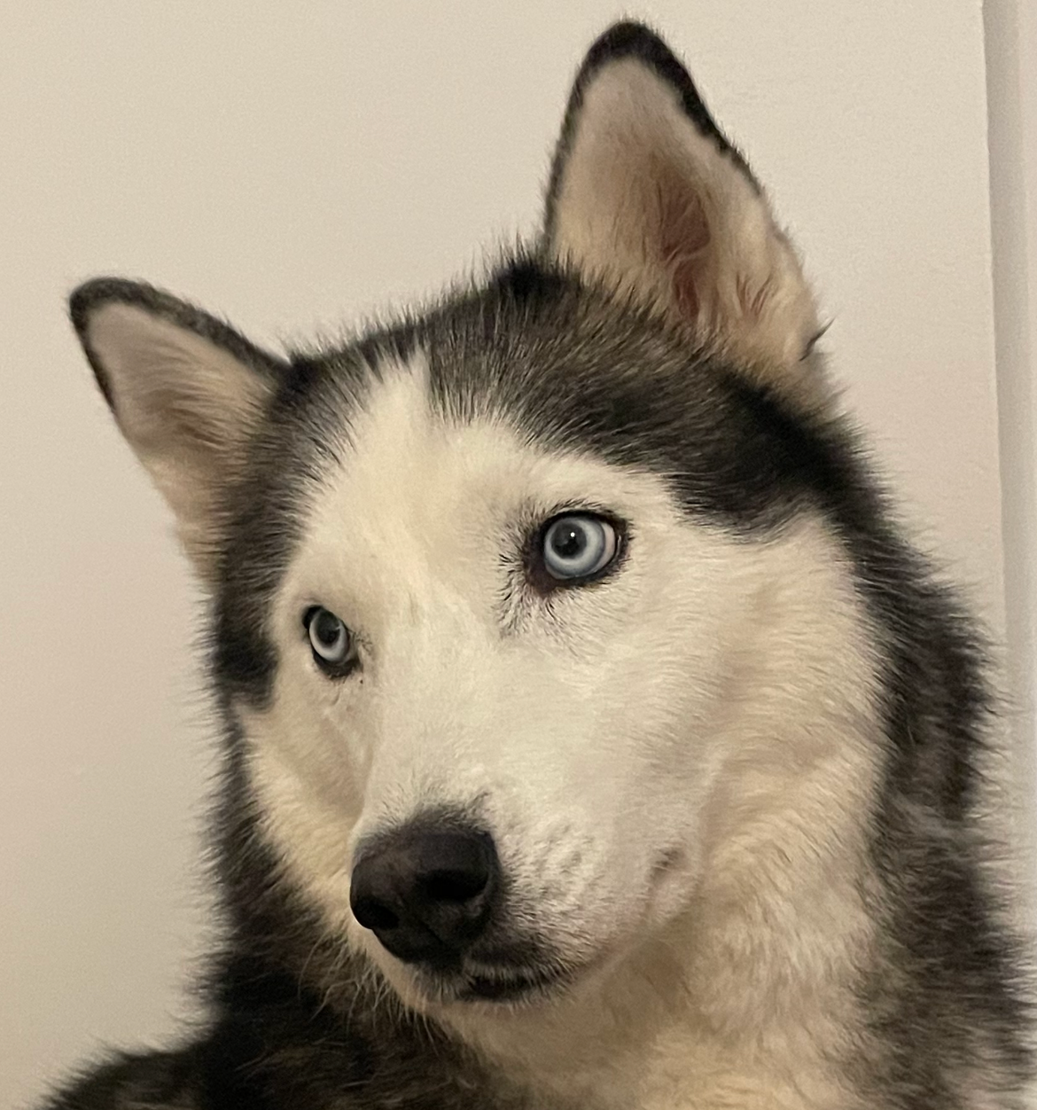 Diplomierter und geprüfter Agenturhusky