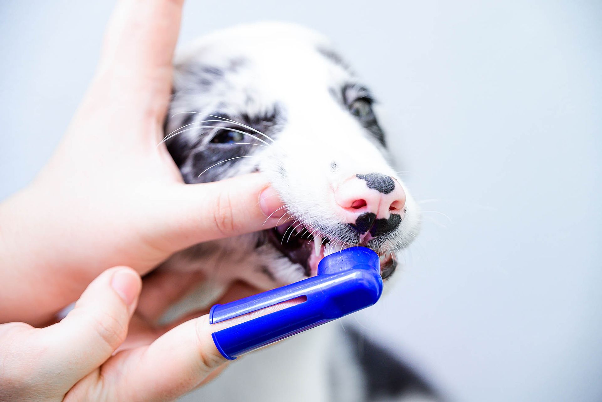 A dog is getting his teeth brushed. A dog is getting his teeth brushed.