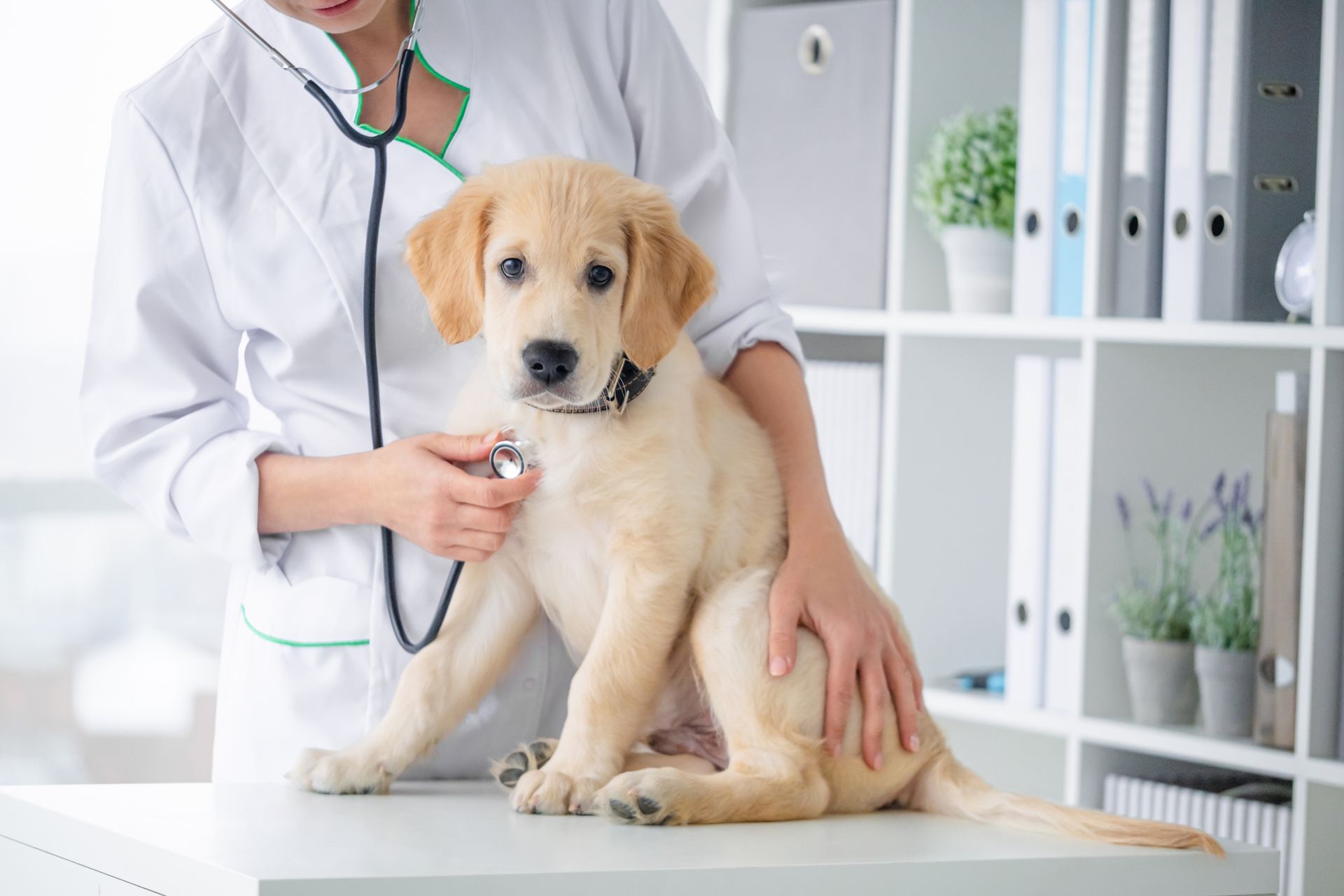 Examining of lovely dog by stethoscope in vet clinic.