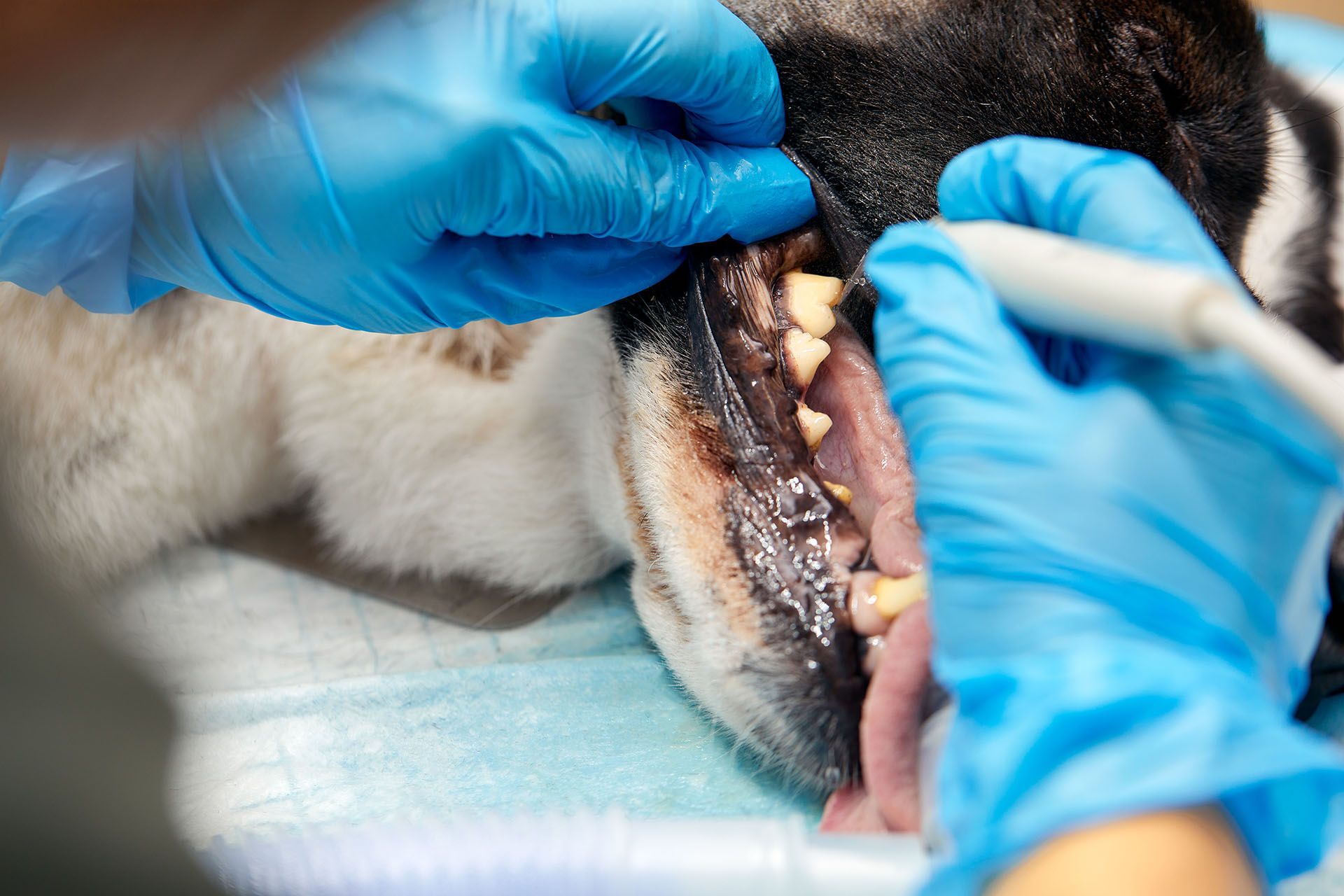 A veterinarian performing animal dental treatment, removing a dog's tooth during a procedure.