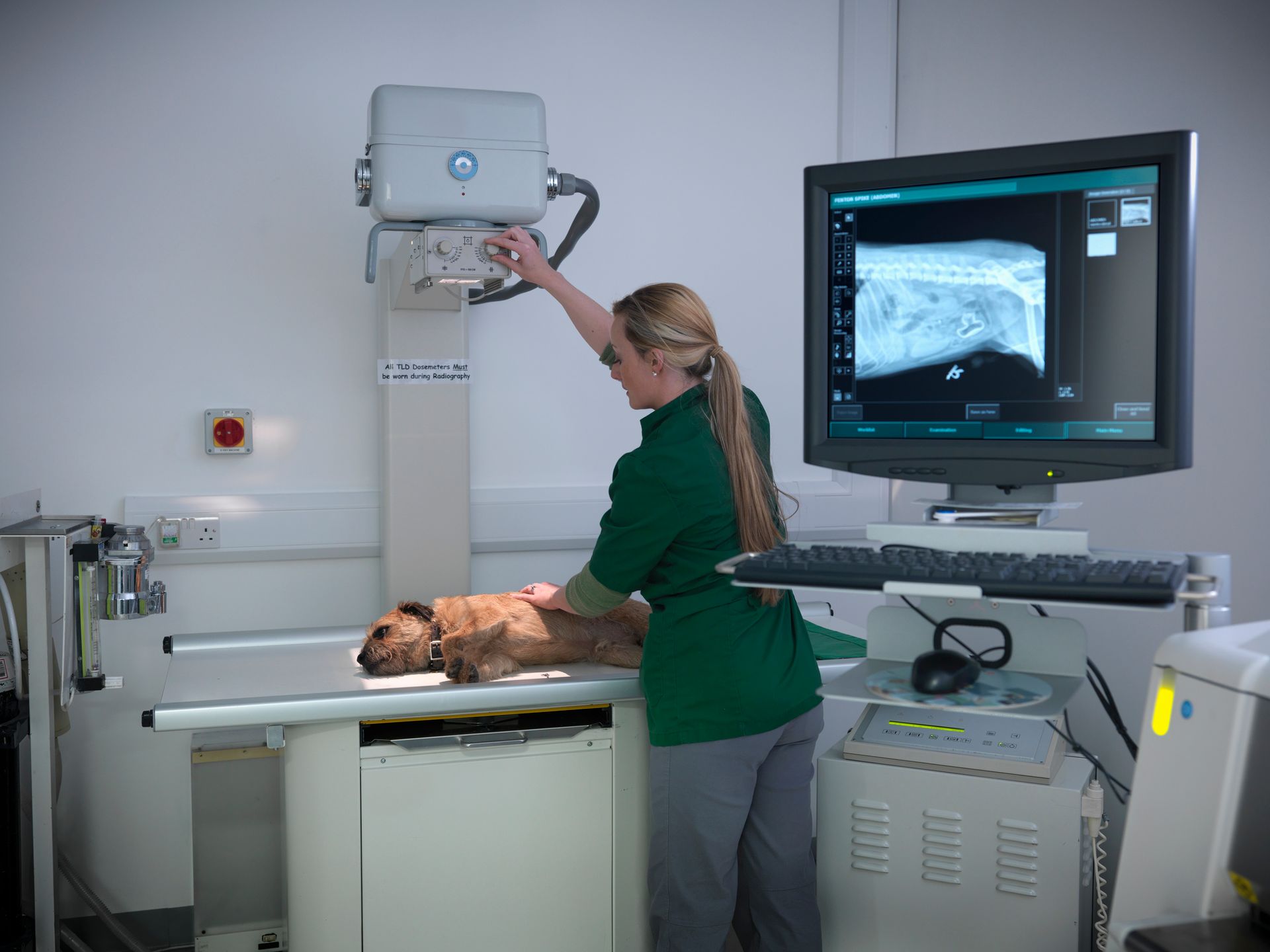 A vet is performing an X-ray on a dog, with an image displayed on a screen at a veterinary hospital.