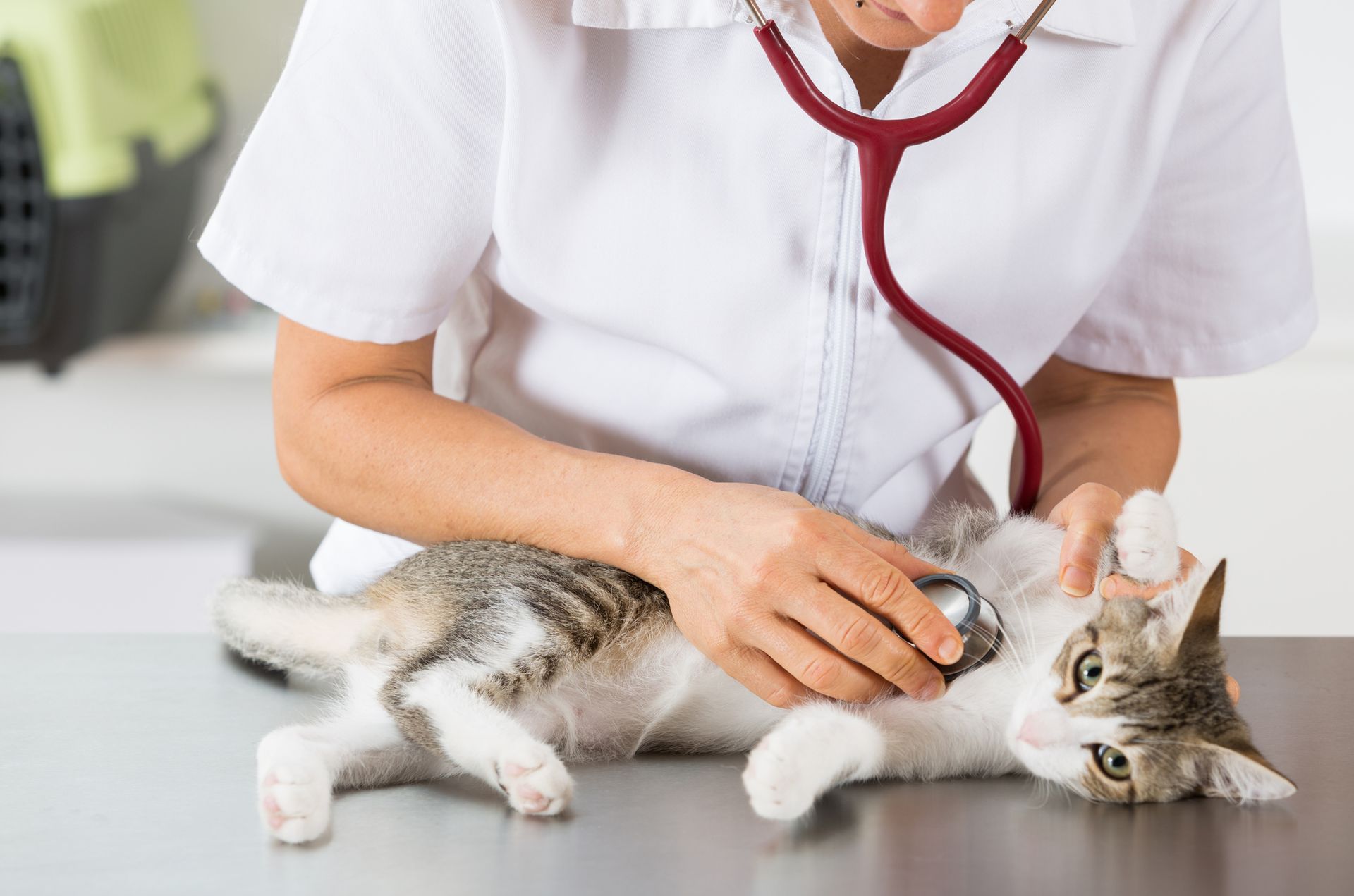 A veterinarian is examining a cat with a stethoscope.