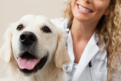 A dog with at the veterinay