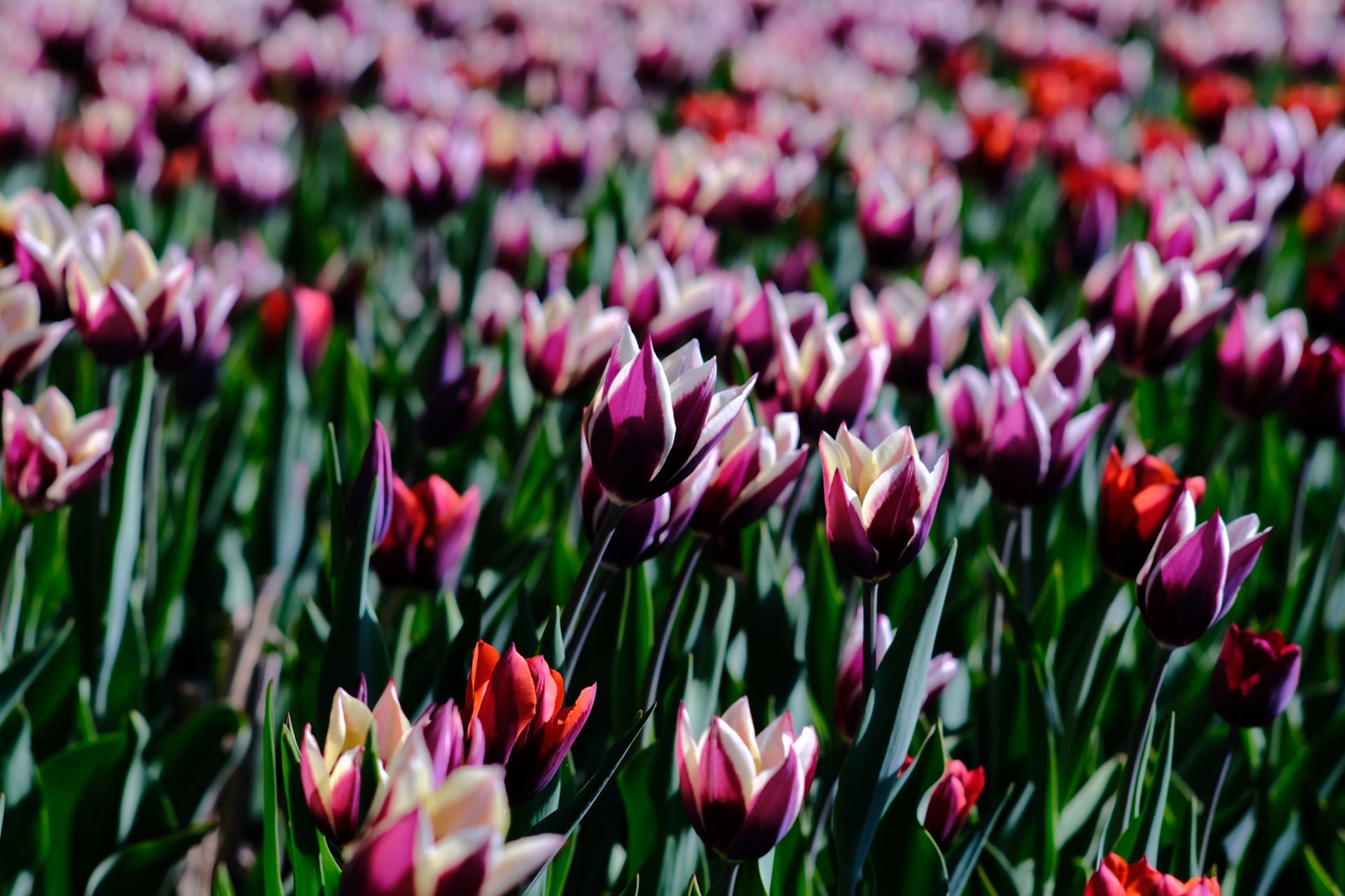 A man , woman and child are hugging each other and smiling.