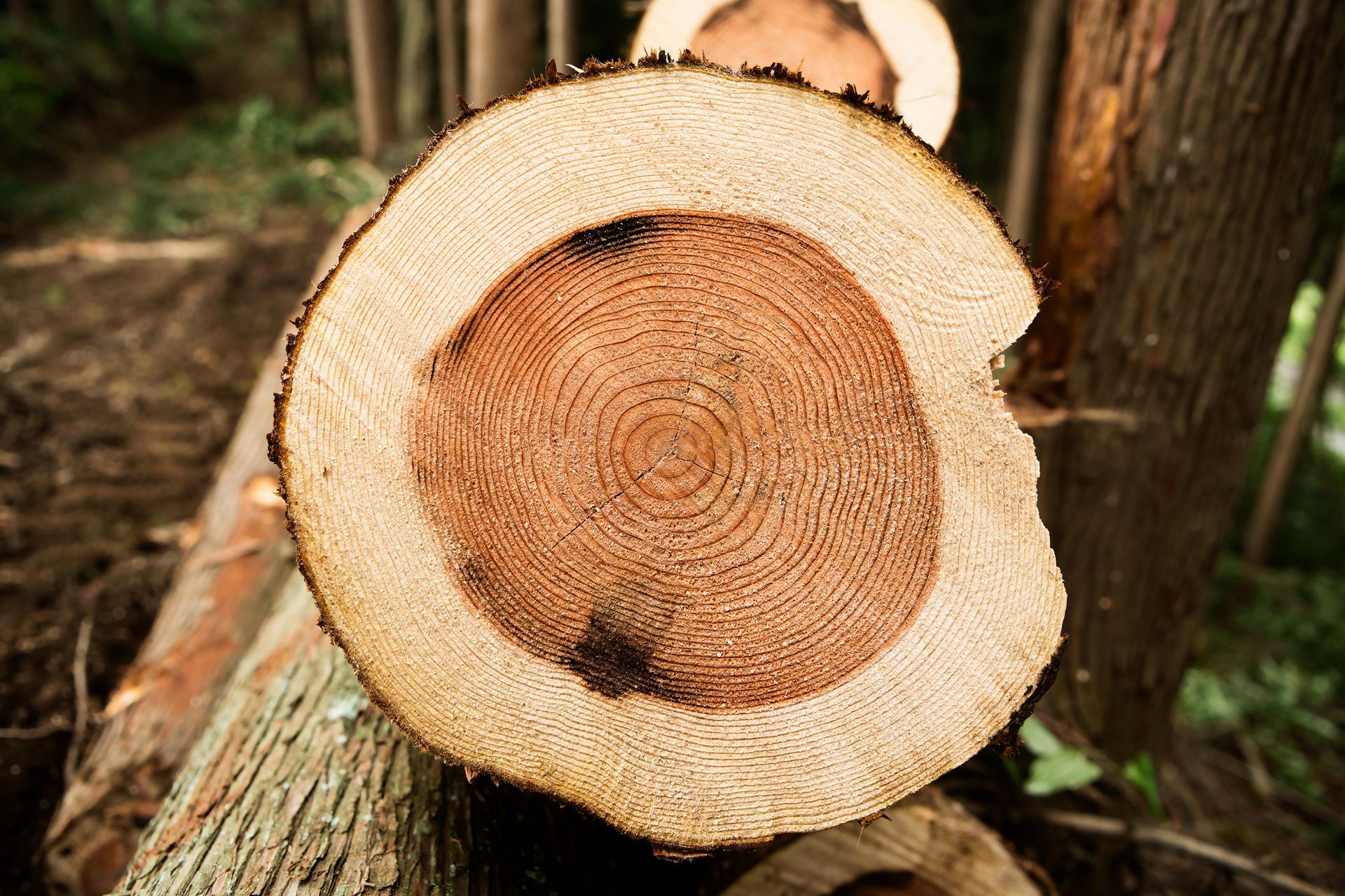 Finish Grinded Tree — Gastonia, NC — Rocky's Tree Service