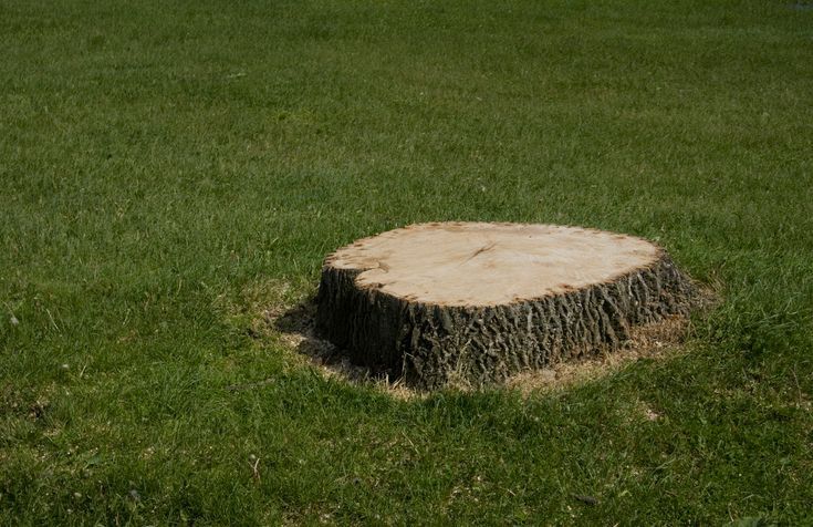 Backyard Stump Grinding — Gastonia, NC — Rocky's Tree Service