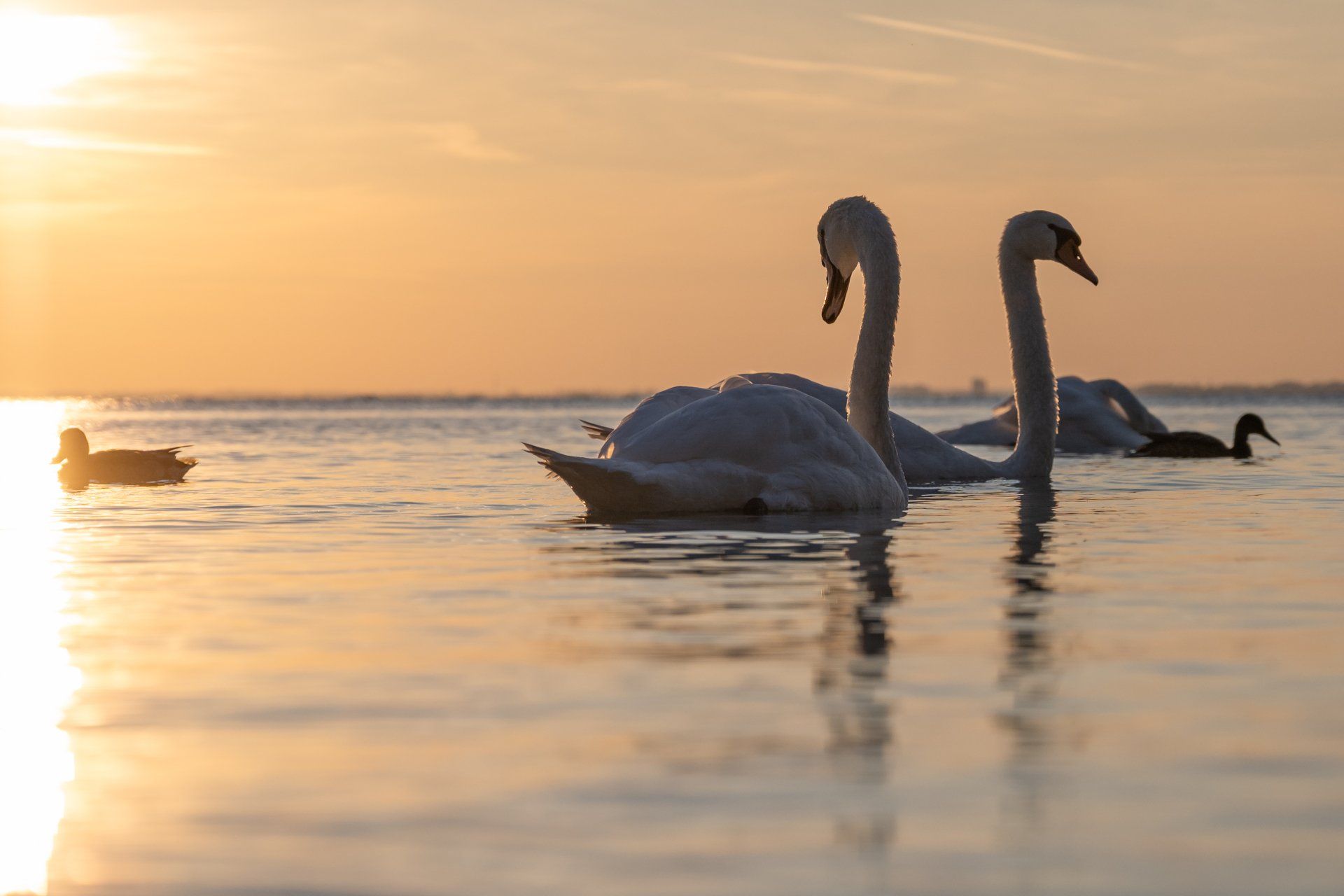 Schwäne bei Sonnenaufgang, PknyPictures