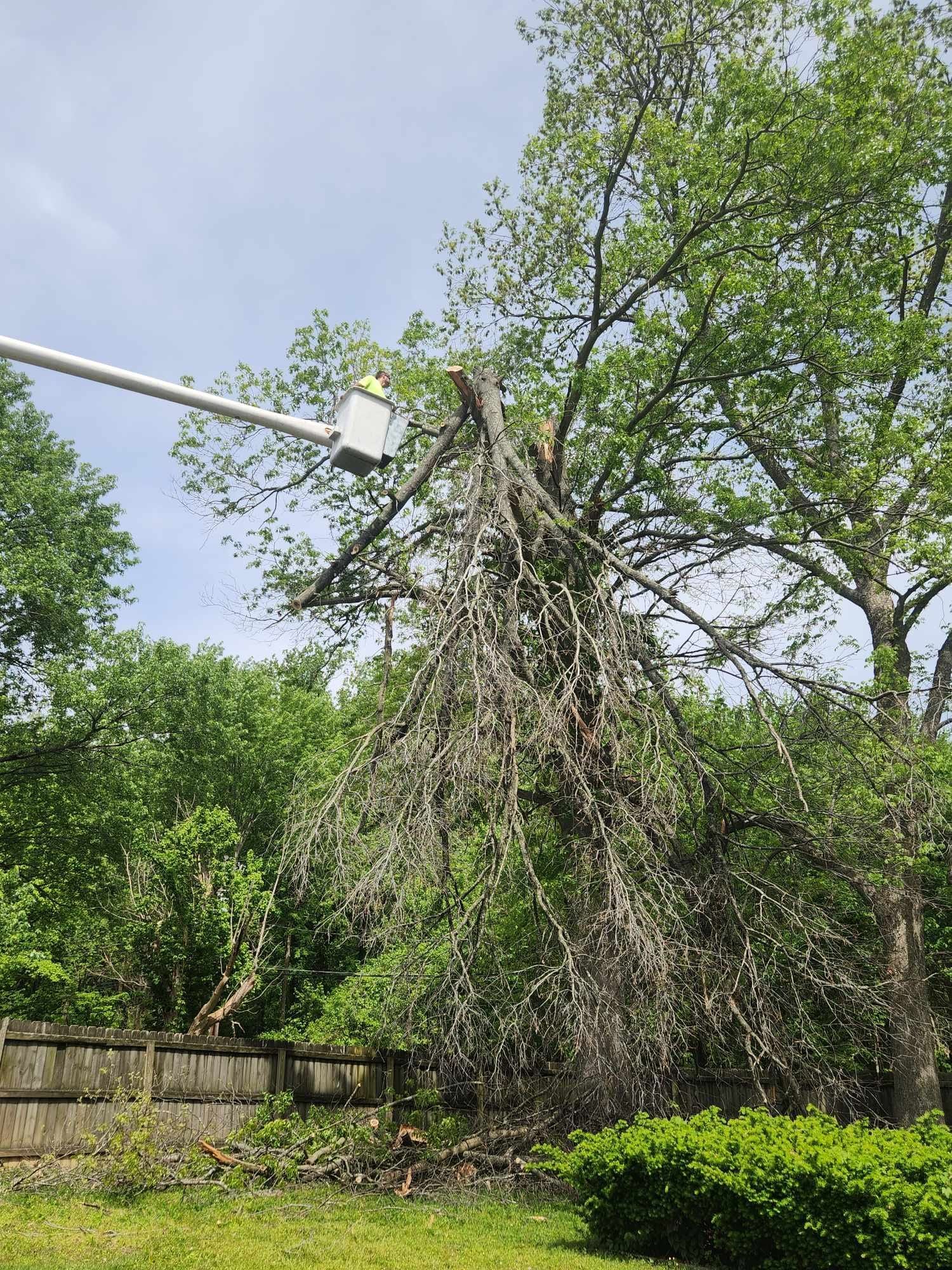 A tree being trimmed by a worker in a bucket lift; green foliage and blue sky.