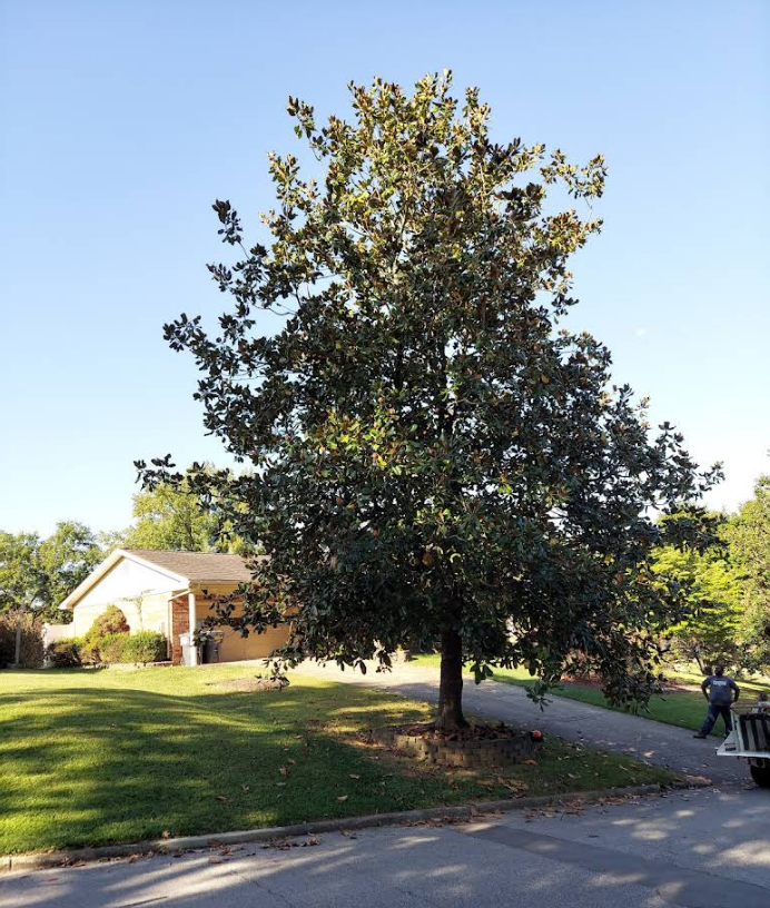 Large magnolia tree in front of a house, casting a shadow on the lawn and driveway. Blue sky.
