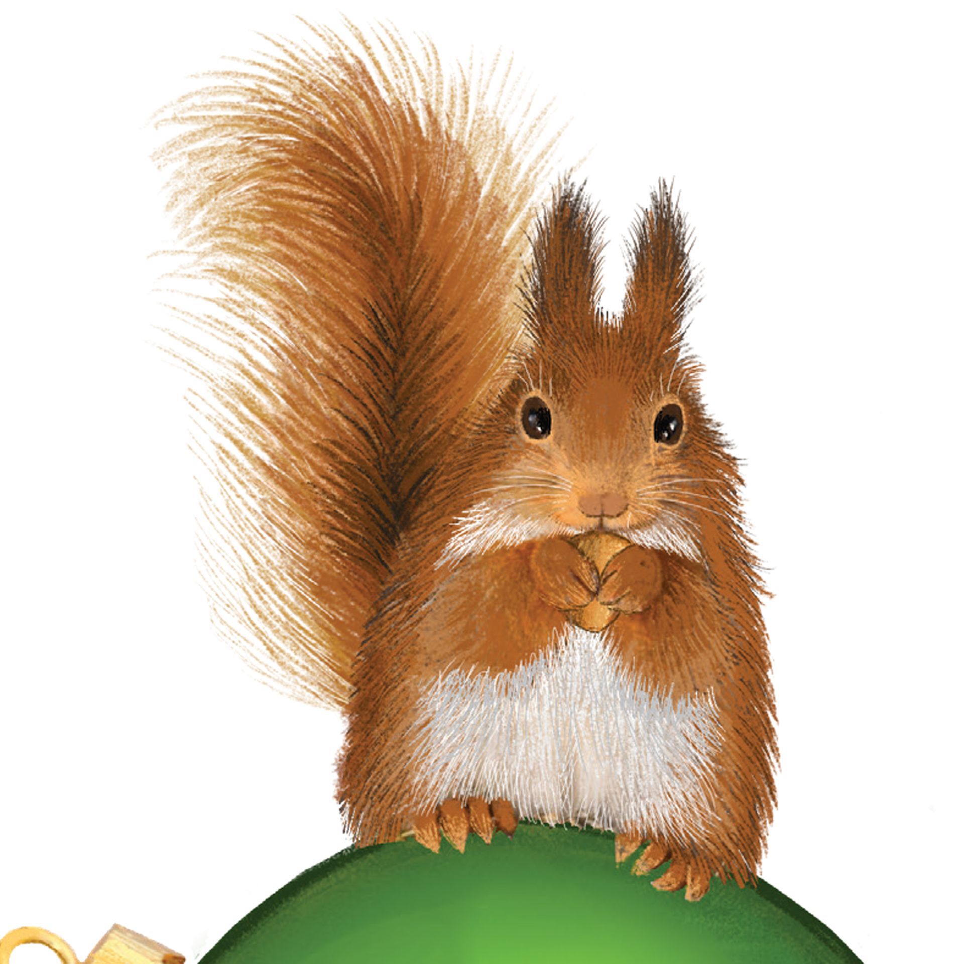 Warm and Fuzzy Red Squirrel Card