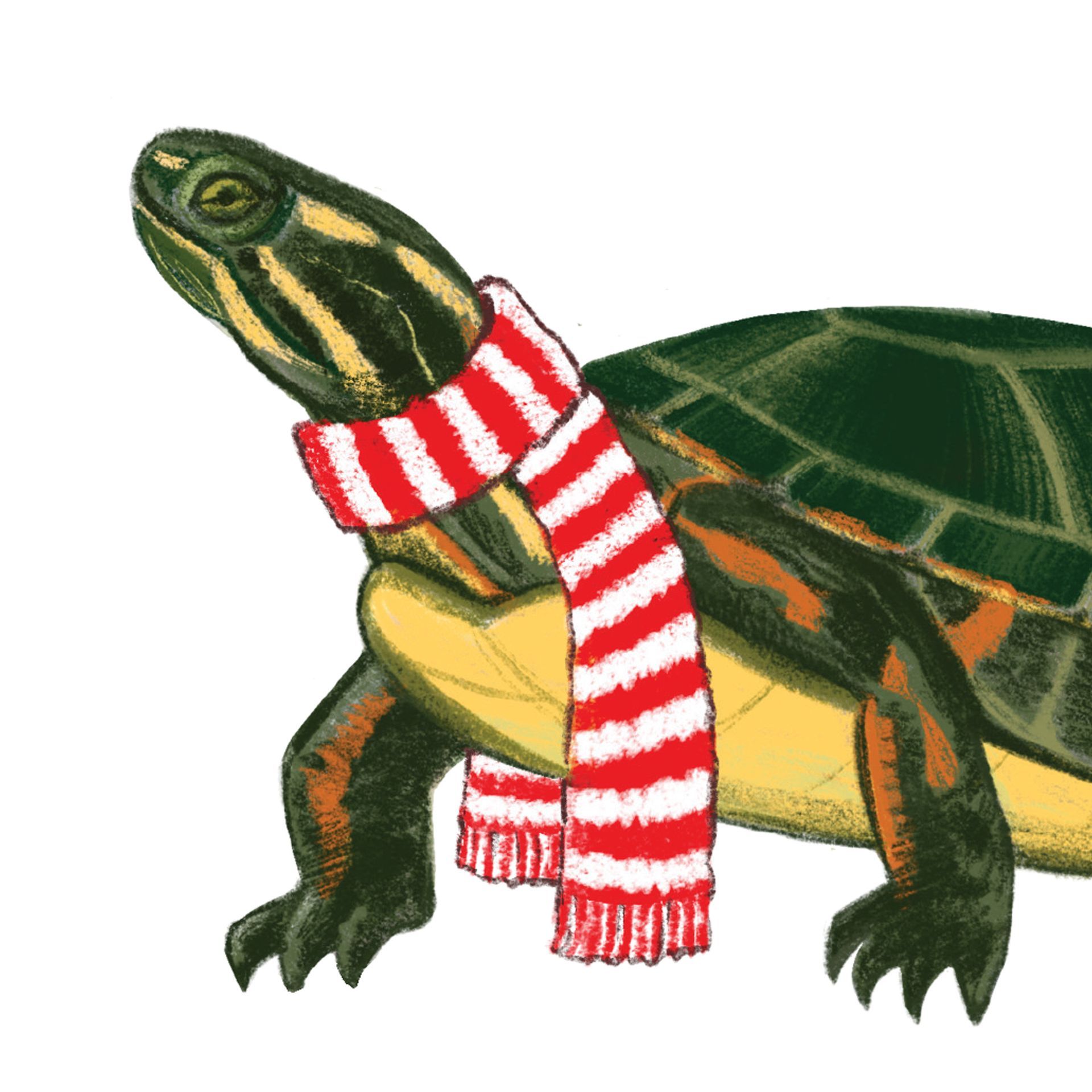 SLOW DOWN Turtle Card