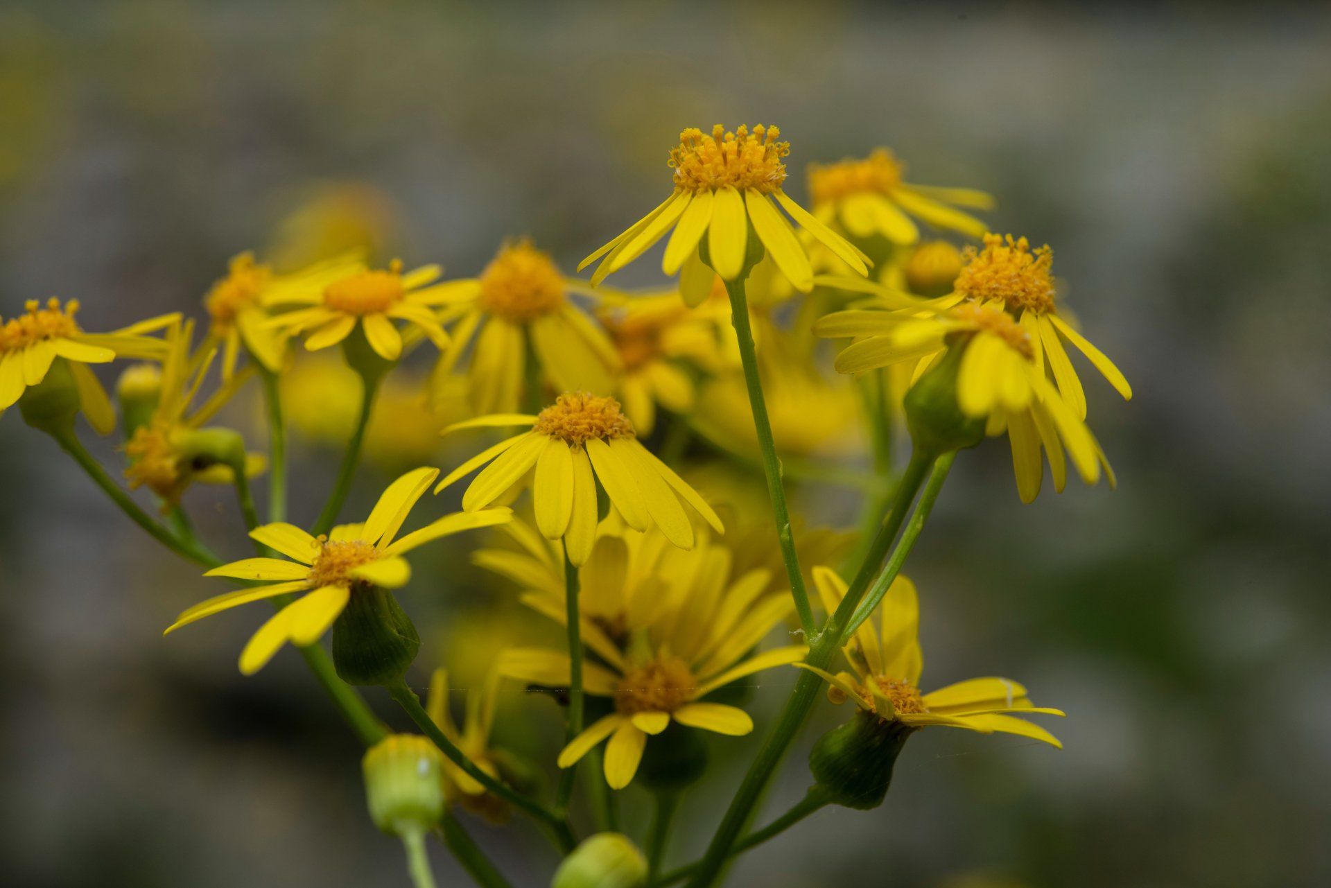 butterweed