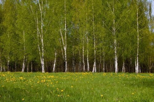 Birch trees and grass