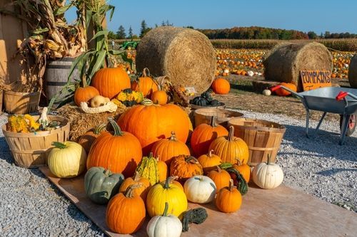 gourds