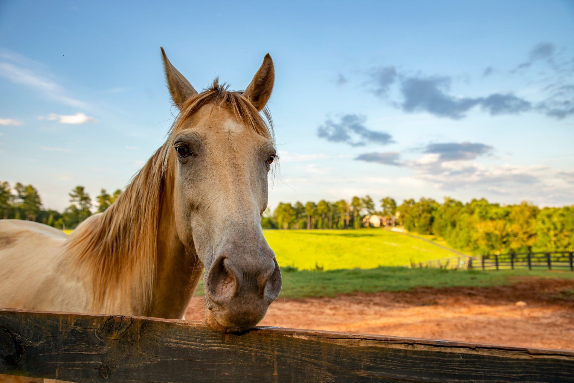 Georgia spring horse