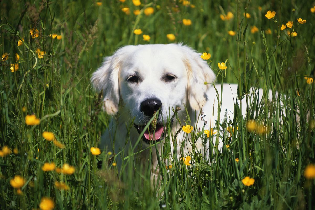 puppy in spring flowers