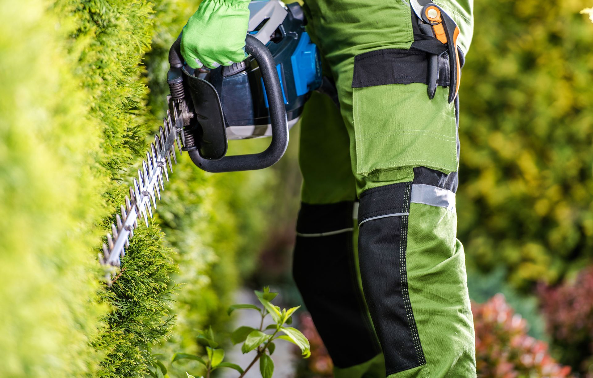 A man is cutting a hedge with a chainsaw.