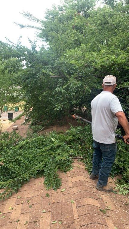 A person is trimming a bush with a pair of scissors.