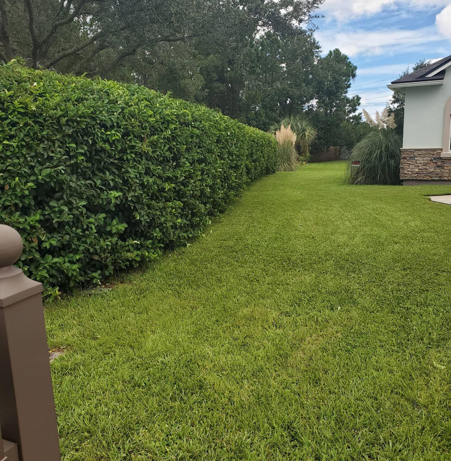 A lush green lawn with a hedge in the background and a house in the background.