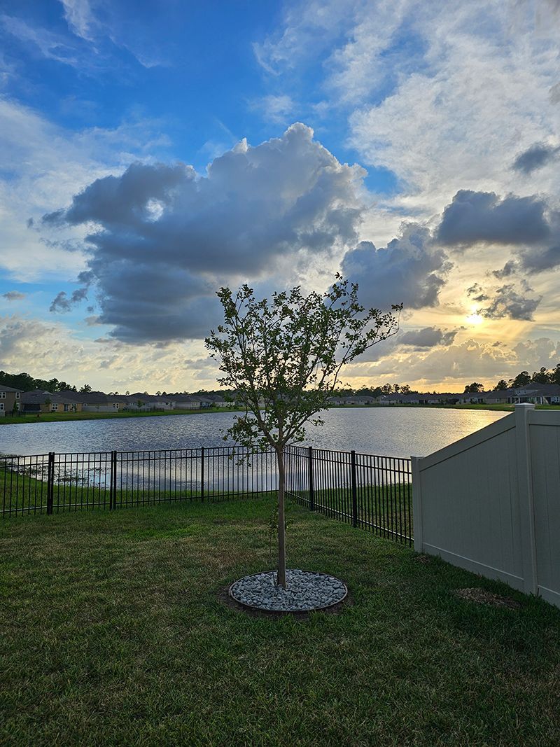 A tree in a yard next to a lake at sunset.