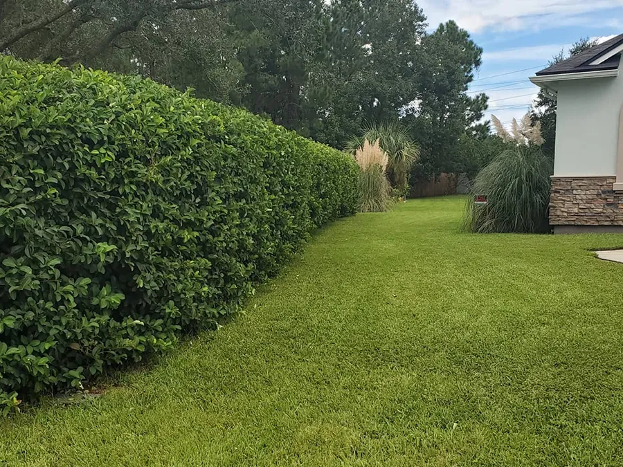 A lush green yard with a hedge and a house in the background.