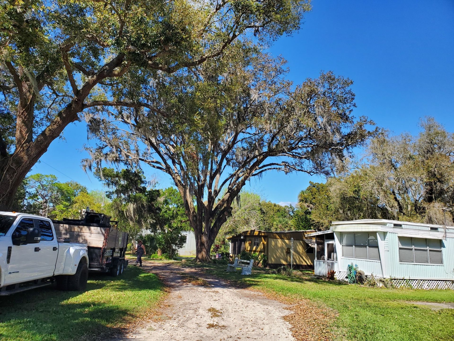 Tree disease treatment service