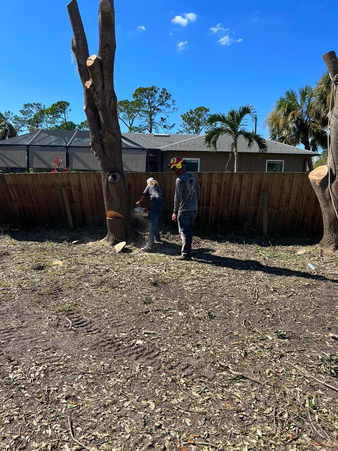 Hazard tree removal service