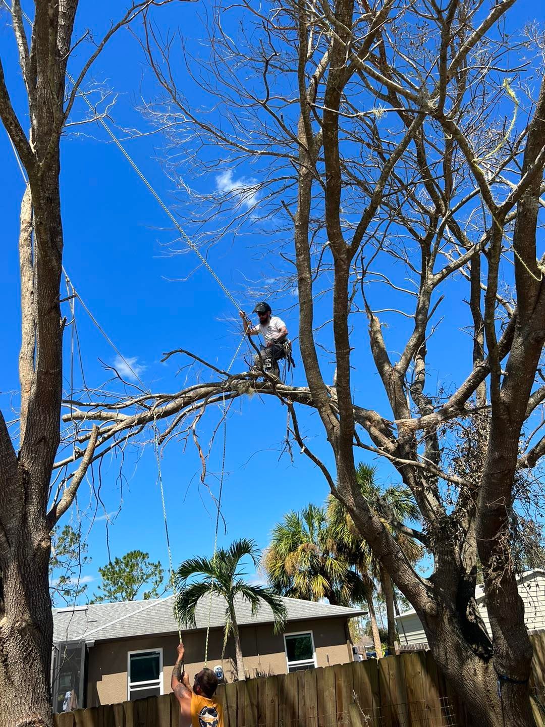 Powerful tree solutions service