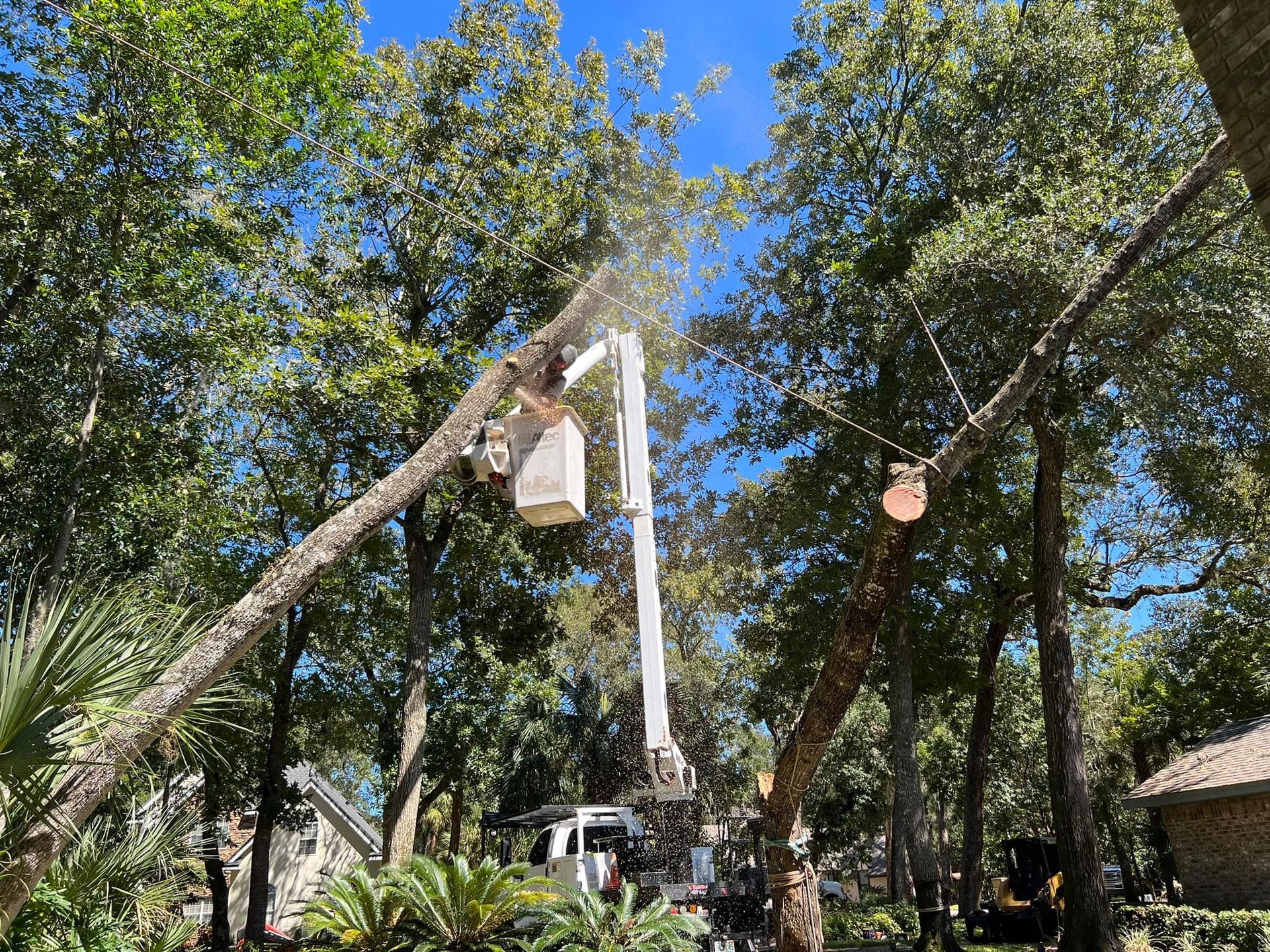Tree removal consultation service
