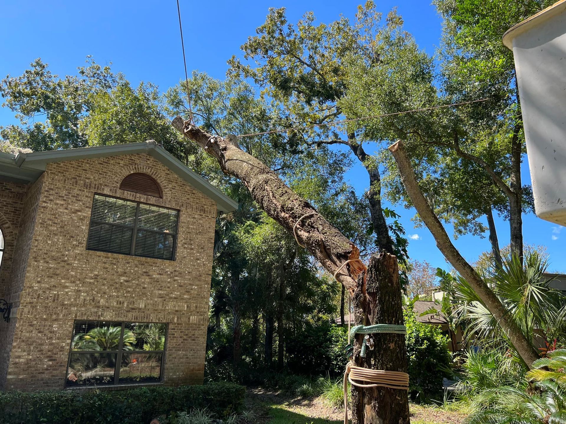 Tree removal service