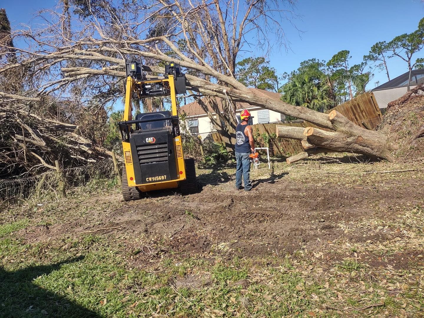 Tree thinning Services