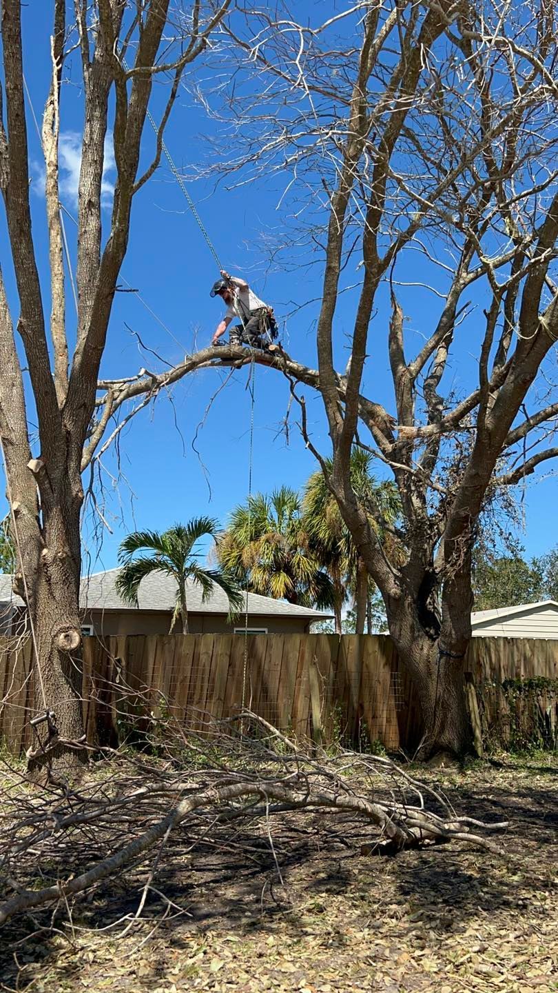 Person in tree trimming branches, blue sky. Backyard setting with fence, trees, and palms.