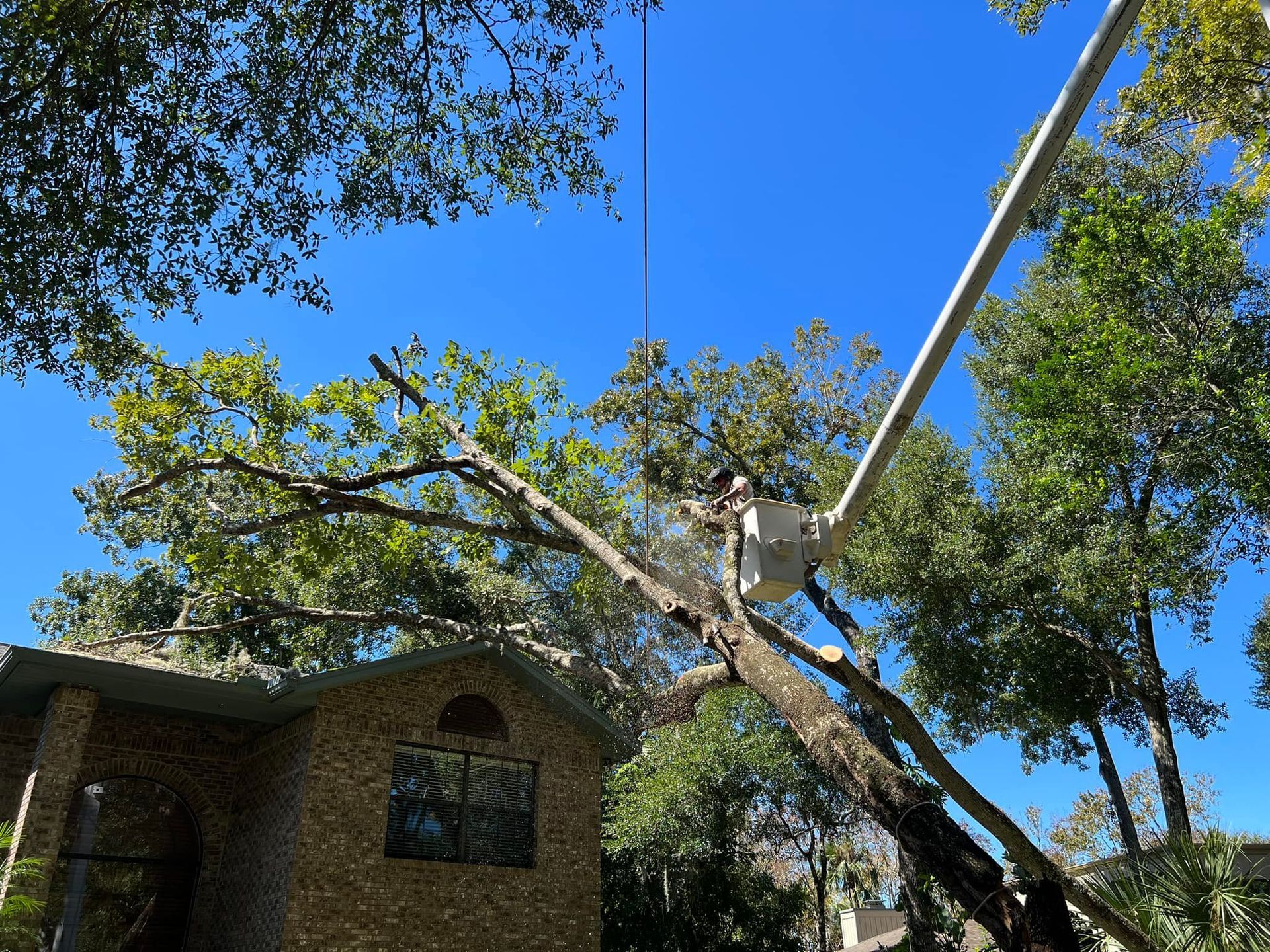 Tree maintenance service