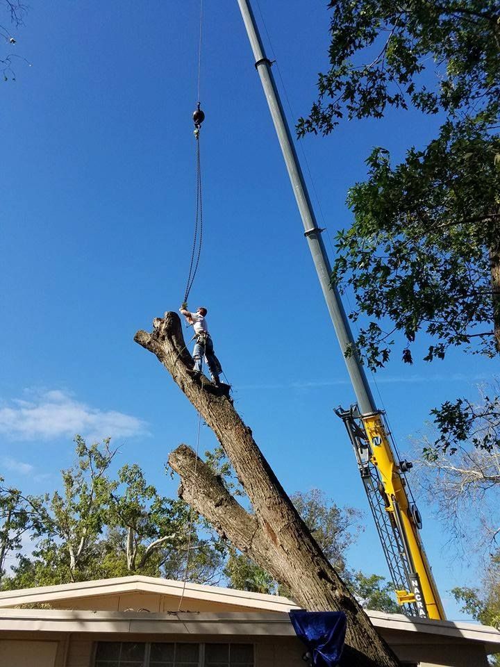 Tree cutting service