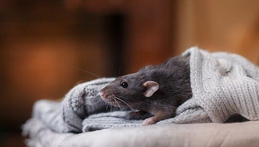 Brown Domestic Rat — Pest Control in New Lenox, IL