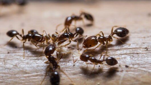 Red Fire Ants — Pest Control in New Lenox, IL
