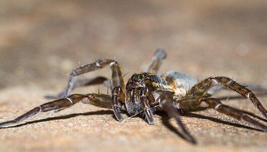 Spider Crawling — Pest Control in New Lenox, IL