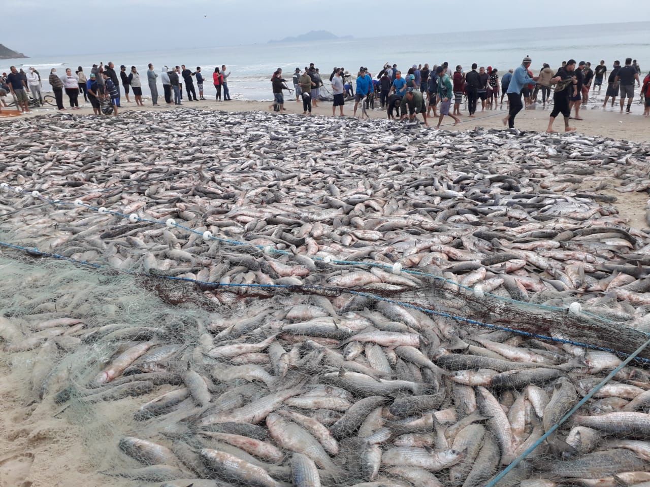 Grande quantidade de peixes em uma praia com pessoas por perto, provavelmente após uma pescaria. Peixes cinzentos em um céu nublado.