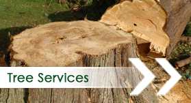 Cut Tree - Tree Service