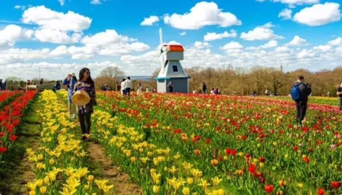 Tulley's Tulip Garden at Hatton Country World