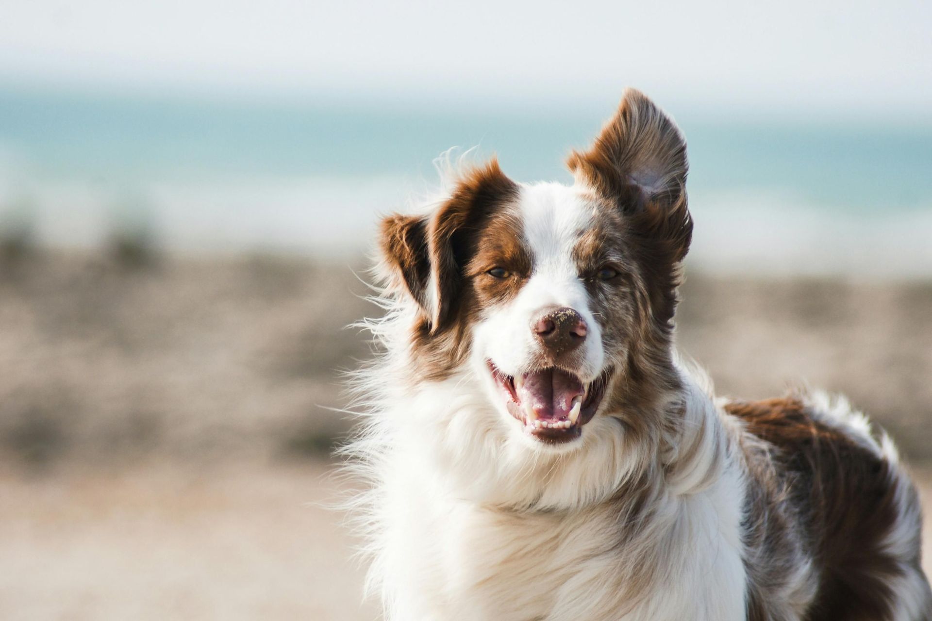 Dog Training in Hope, ME
