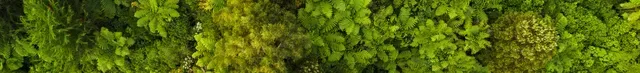 A blurry picture of a lush green forest with trees in the background.