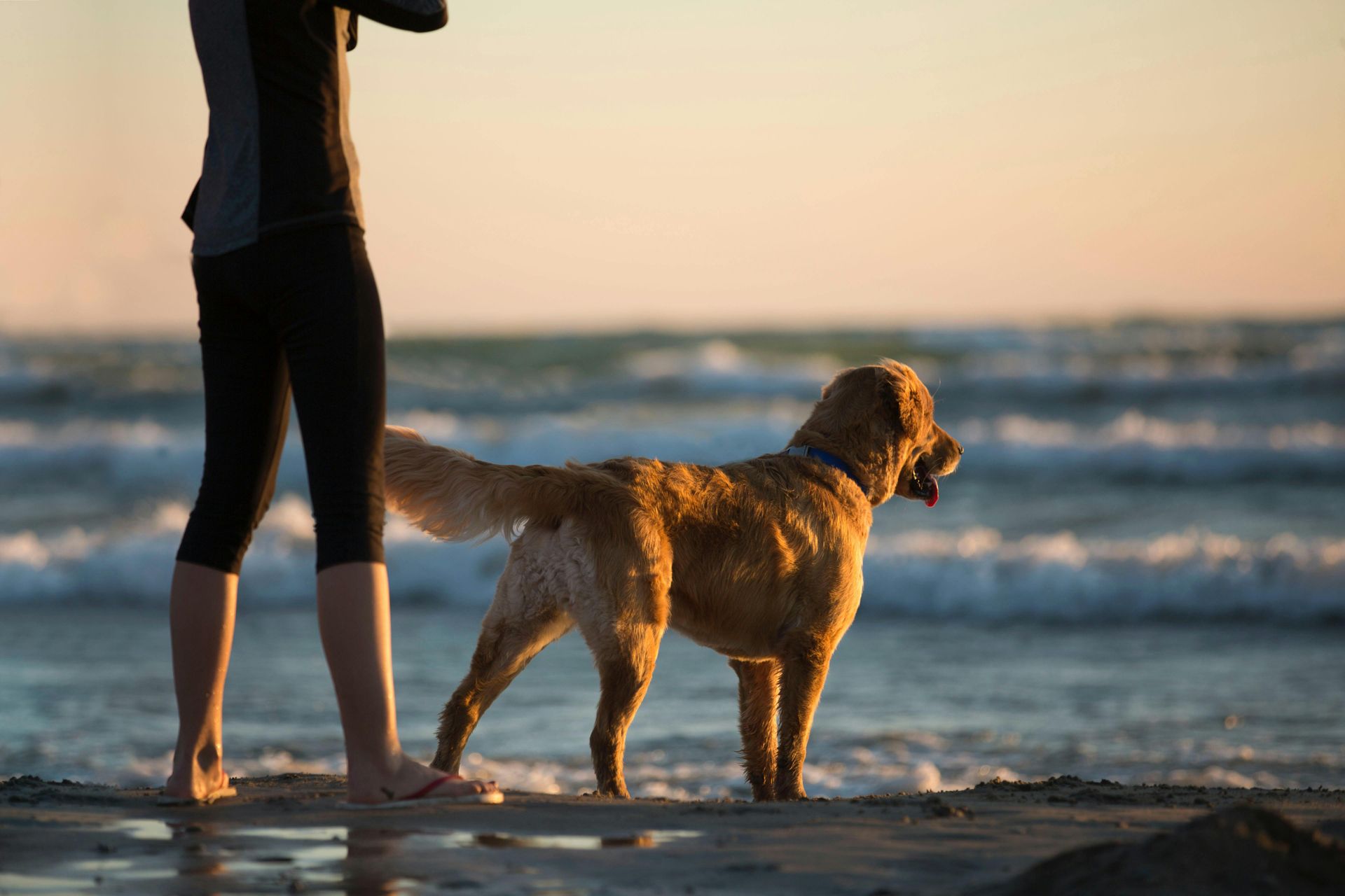 Dog with owner enjoying a walk on a Charleston beach, highlighting the city’s dog-friendly lifestyle