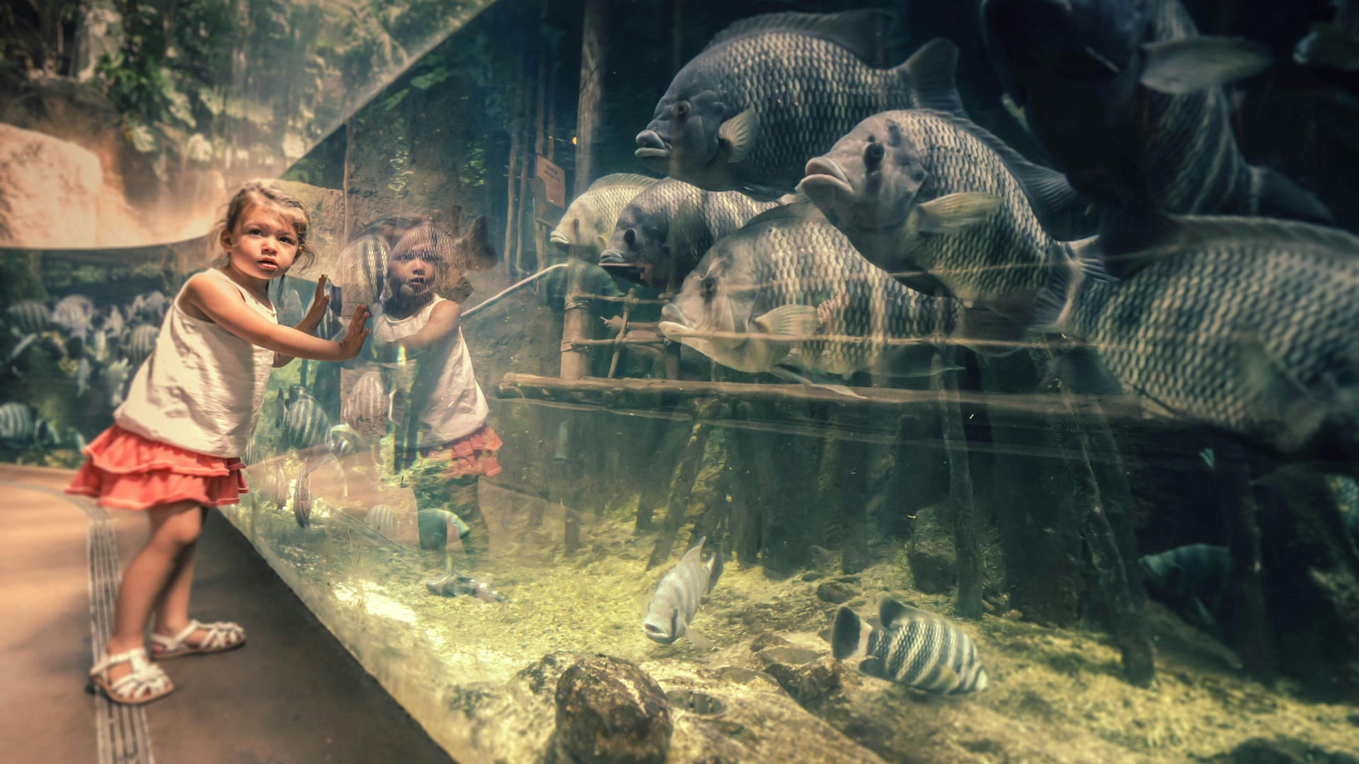 A little girl is feeding fish in an aquarium.