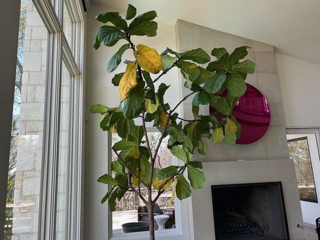 Two Year Update: Repotting a massive Fiddle Leaf Fig