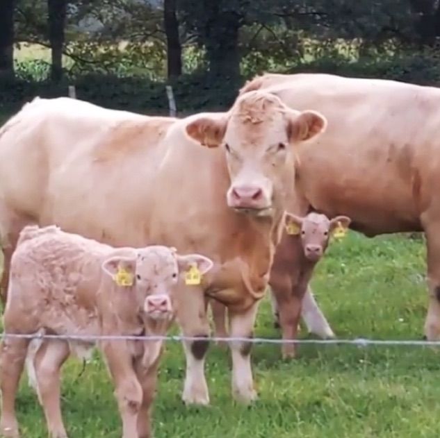 Rinder auf Haus Neersdonk