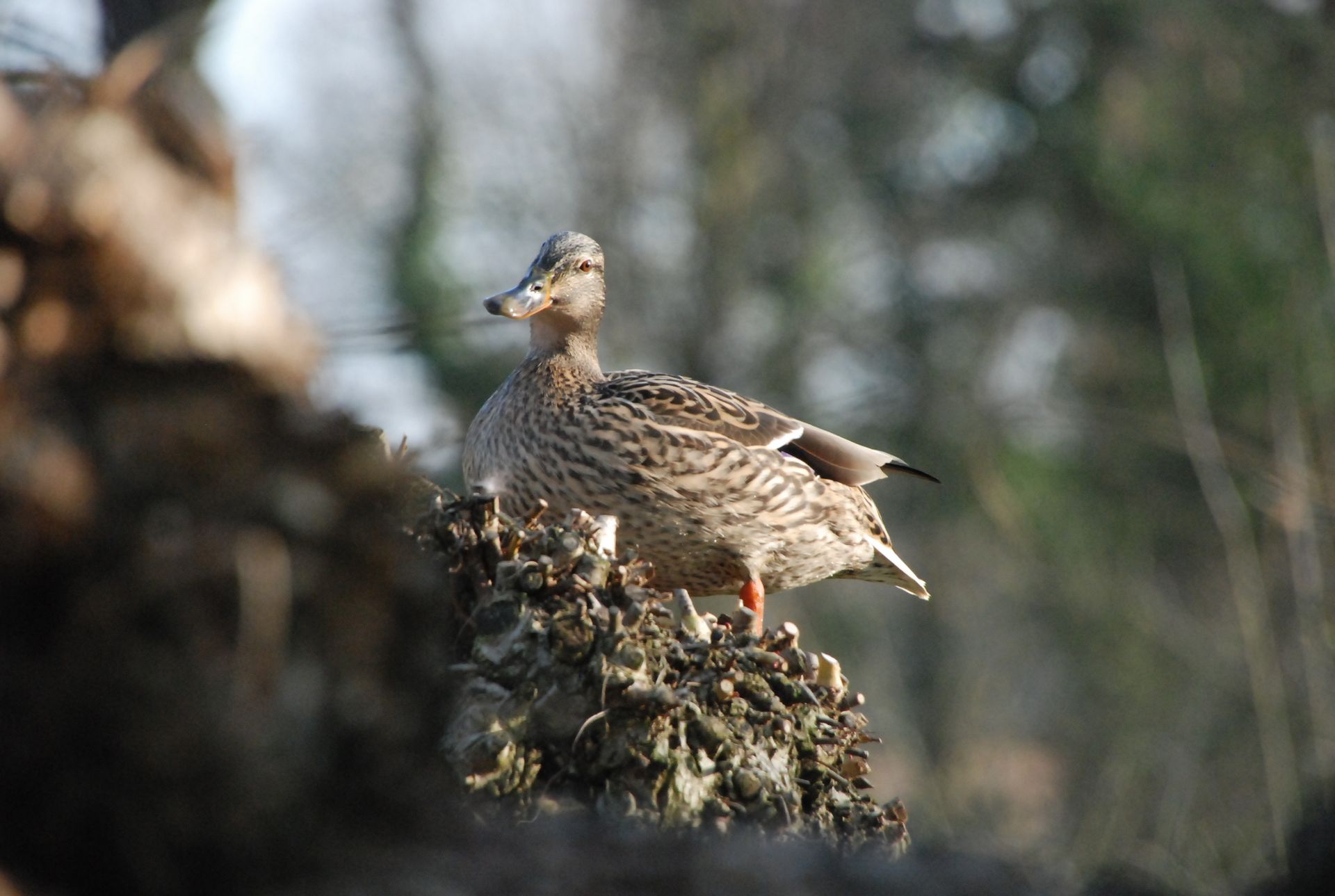 Flugente auf Haus Neersdonk