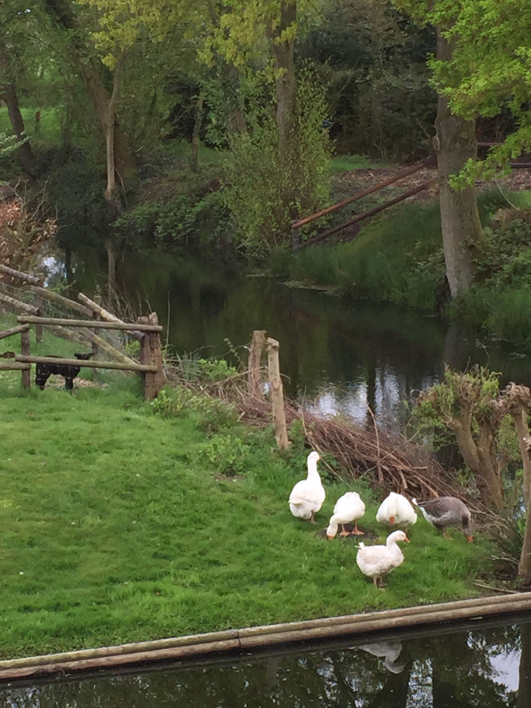 Freie Enten auf Haus Neersdonk am Wasserschloss