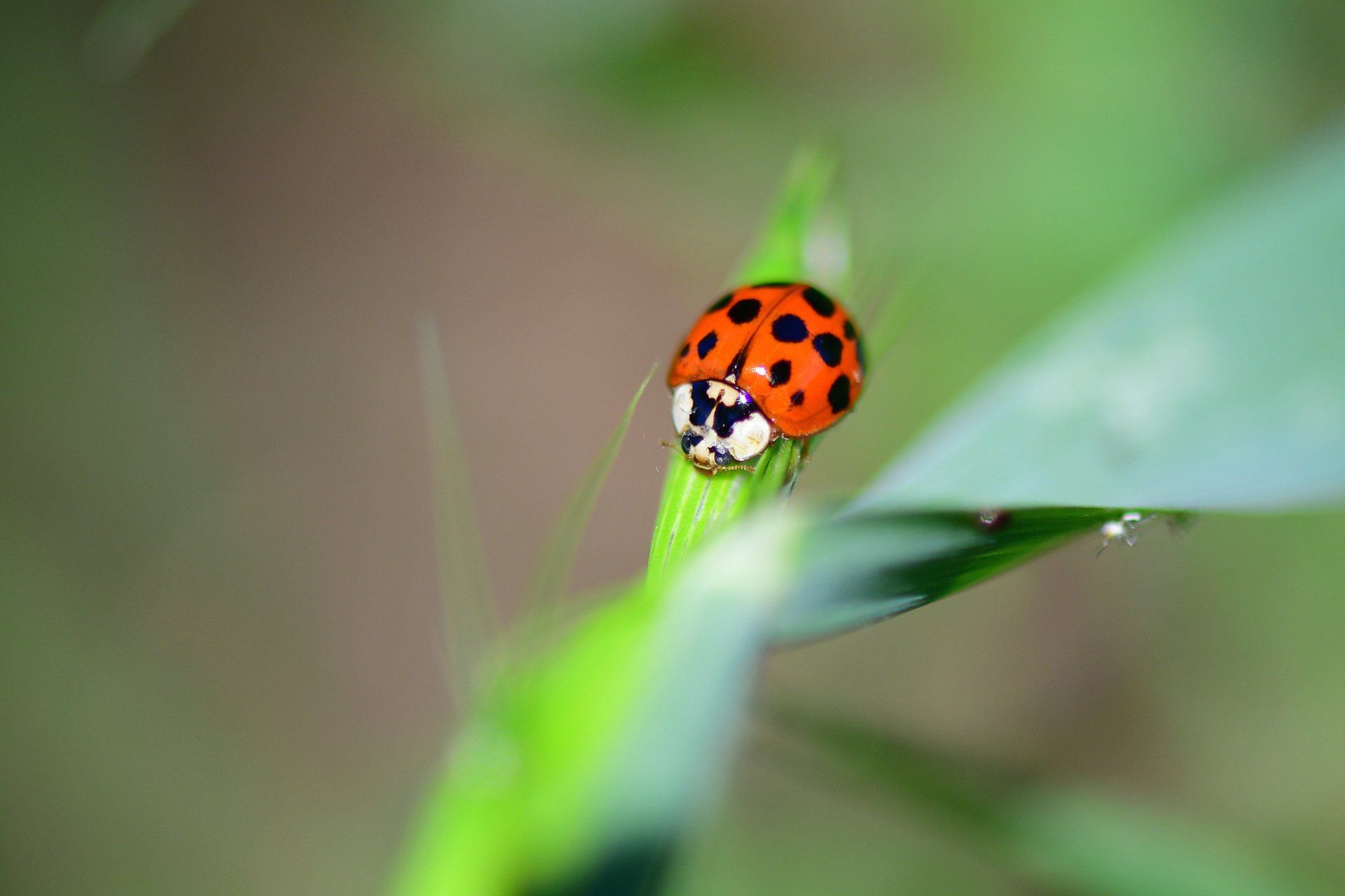 Asian Lady Beetle — Parma, OH — Expert Pest Control