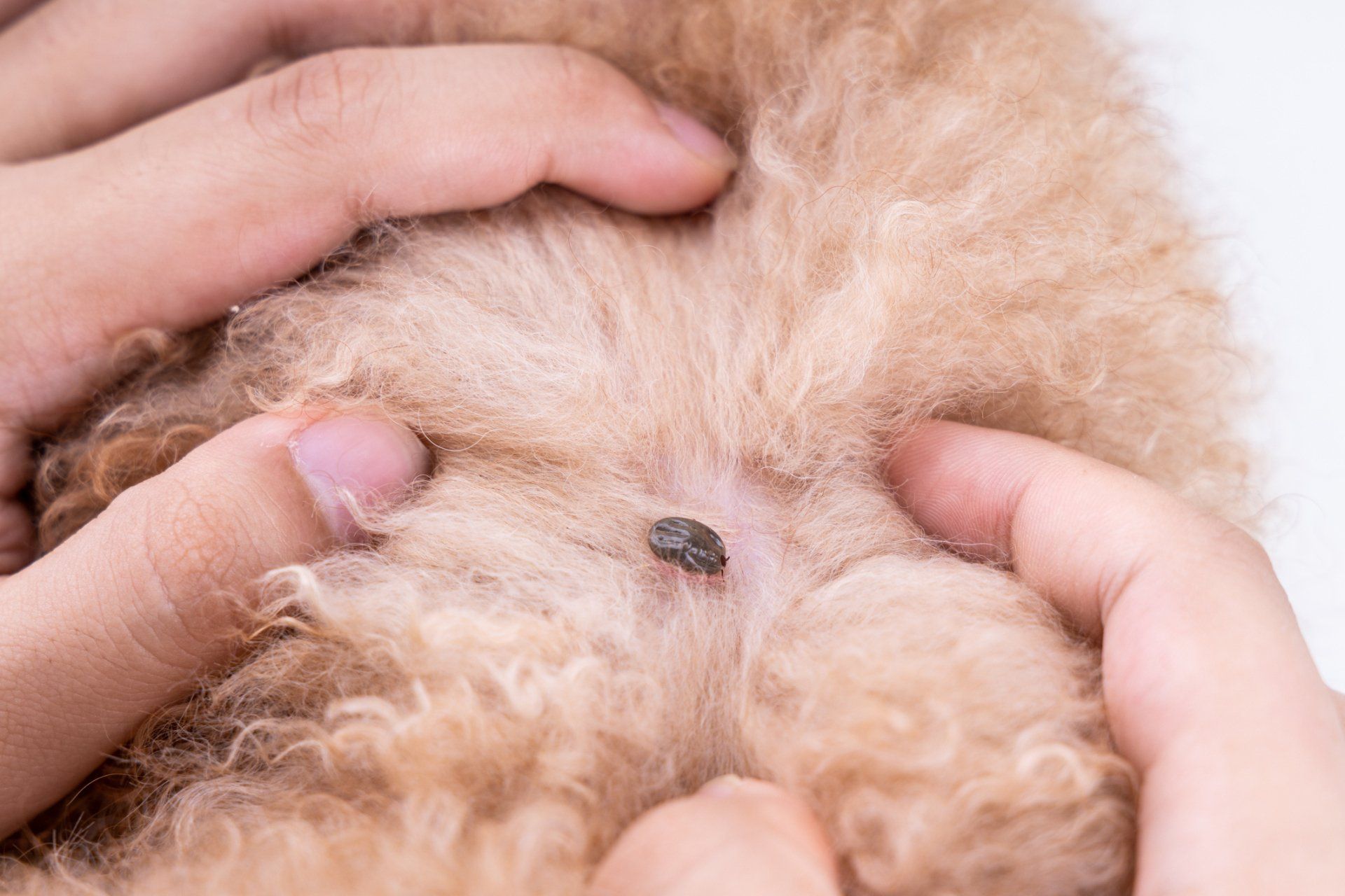 Dog Flea — Parma, OH — Expert Pest Control